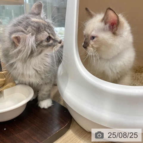 ラグドールの写真