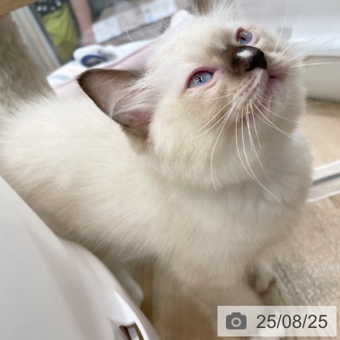 ラグドールの写真
