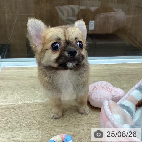 チワワの写真