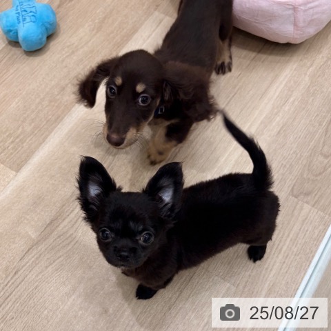チワワの写真