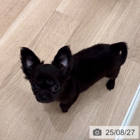 チワワの写真