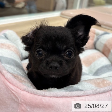 チワワの写真