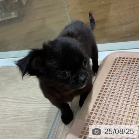 チワワの写真