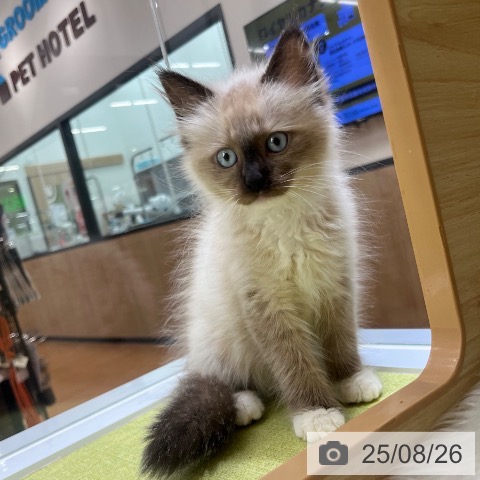 サイベリアンの写真