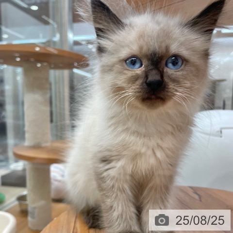 サイベリアンの写真