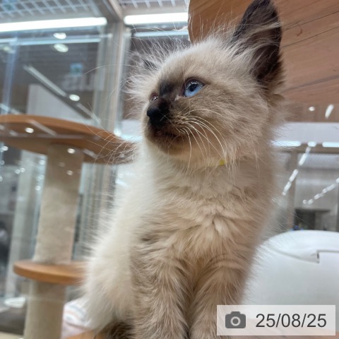 サイベリアンの写真