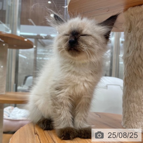 サイベリアンの写真