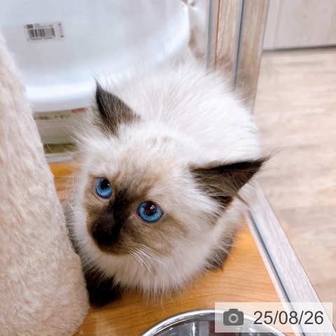 サイベリアンの写真