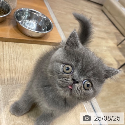 エキゾチック・ショートヘアの写真