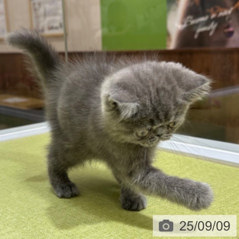 エキゾチック・ショートヘアの写真