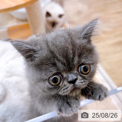エキゾチック・ショートヘアの写真