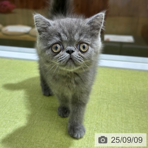 エキゾチック・ショートヘアの写真
