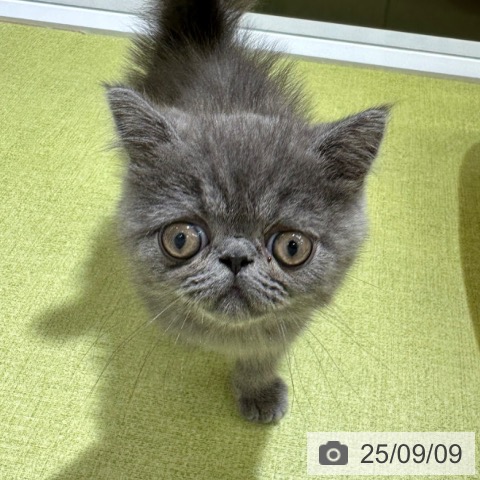 エキゾチック・ショートヘアの写真