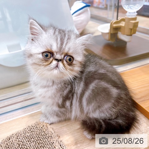 エキゾチック・ショートヘアの写真