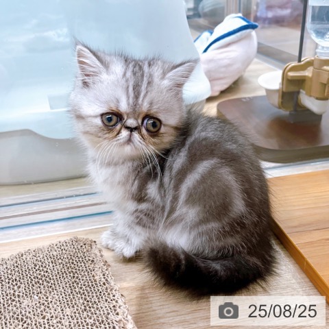 エキゾチック・ショートヘアの写真