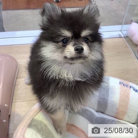 ポメラニアンの写真