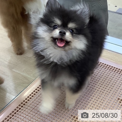 ポメラニアンの写真