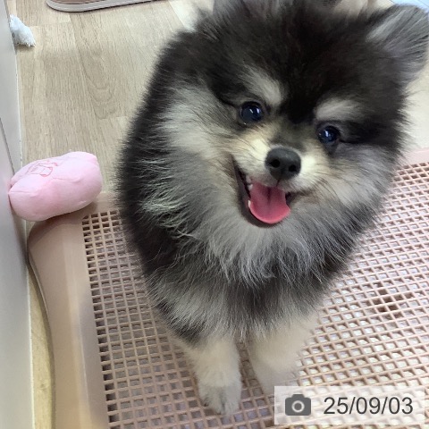 ポメラニアンの写真