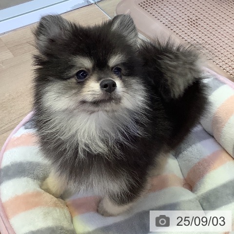 ポメラニアンの写真