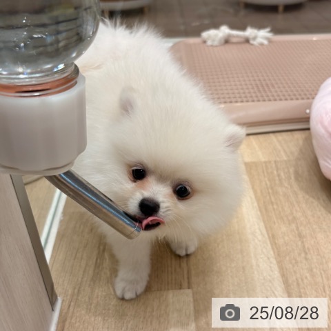 ポメラニアンの写真