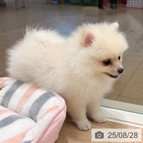 ポメラニアンの写真