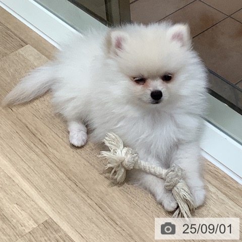 ポメラニアンの写真
