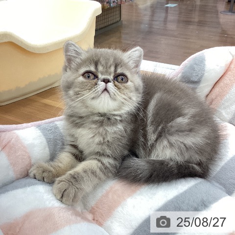 エキゾチック・ショートヘアの写真