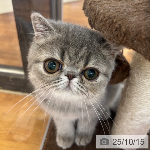 エキゾチック・ショートヘアの写真