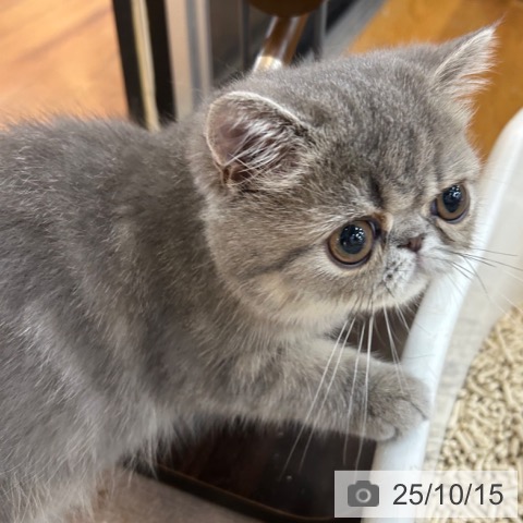 エキゾチック・ショートヘアの写真