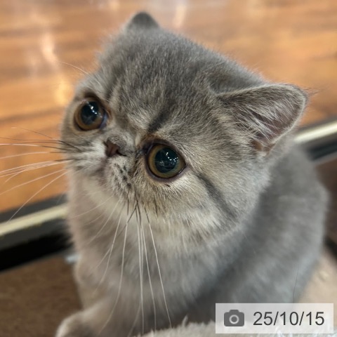 エキゾチック・ショートヘアの写真