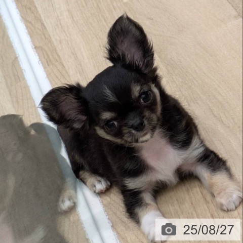 チワワの写真