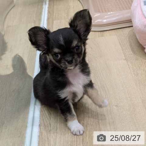 チワワの写真