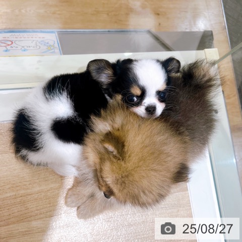 チワワの写真