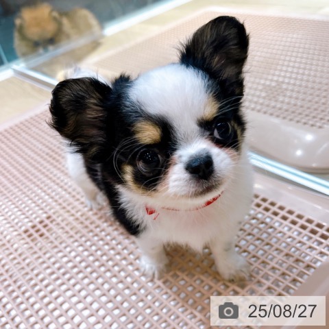 チワワの写真