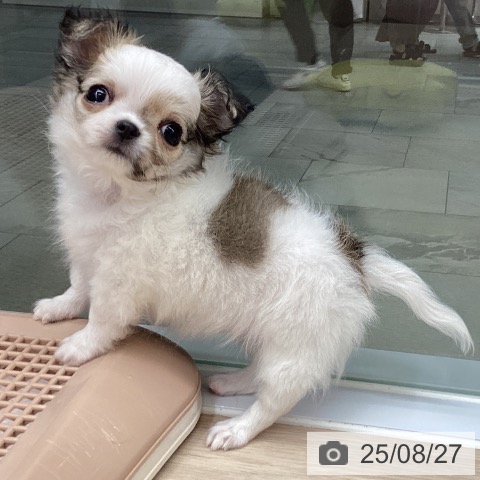 チワワの写真