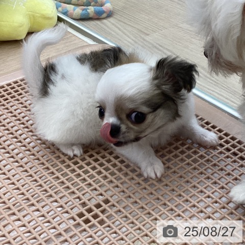 チワワの写真