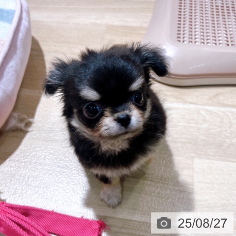 チワワの写真
