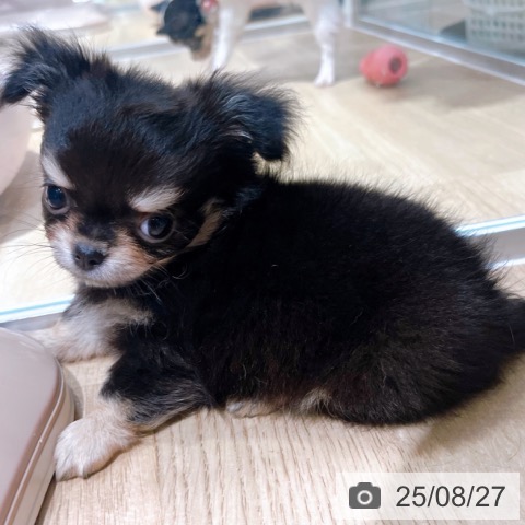 チワワの写真