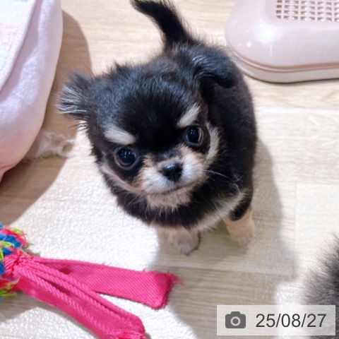 チワワの写真