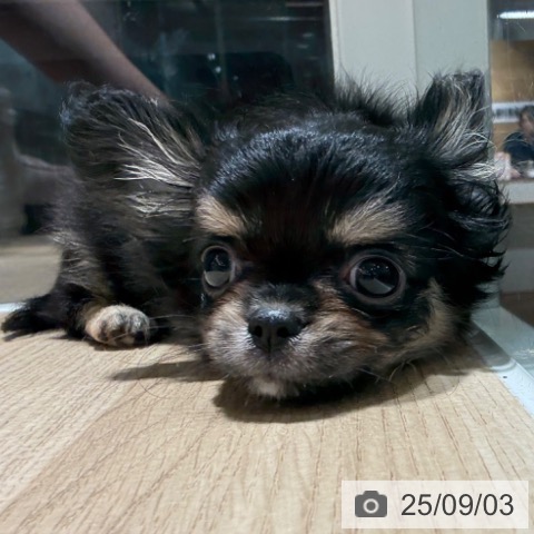 チワワの写真