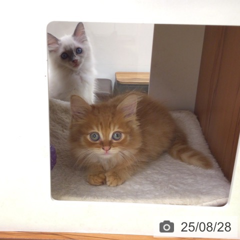 ラガマフィンの写真