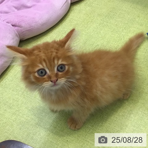 ラガマフィンの写真