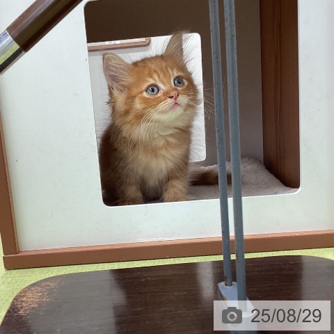 ラガマフィンの写真
