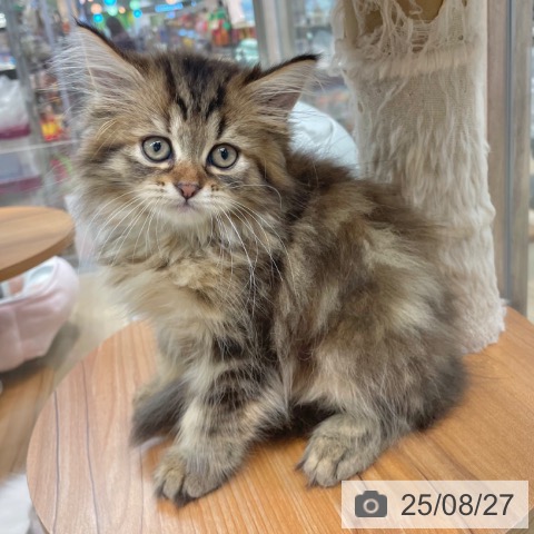 ラガマフィンの写真