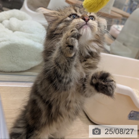 ラガマフィンの写真