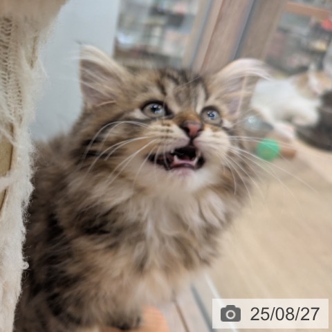 ラガマフィンの写真