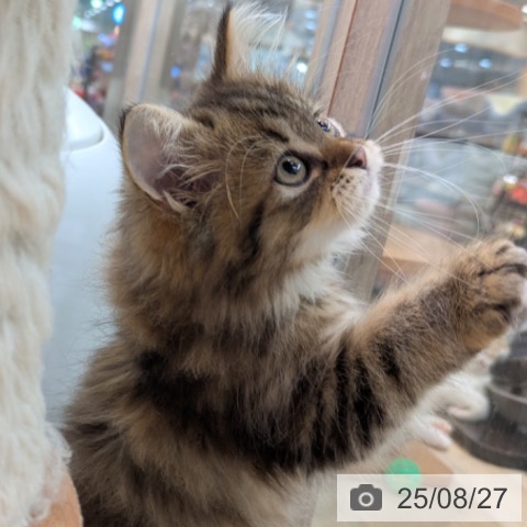 ラガマフィンの写真