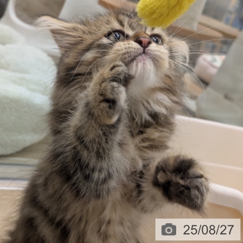 ラガマフィンの写真