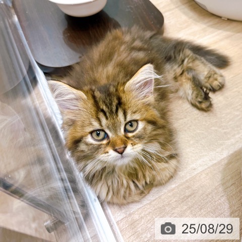 ラガマフィンの写真