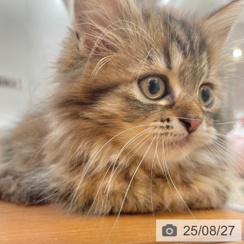 ラガマフィンの写真